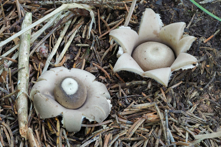 Earthstar mushroom