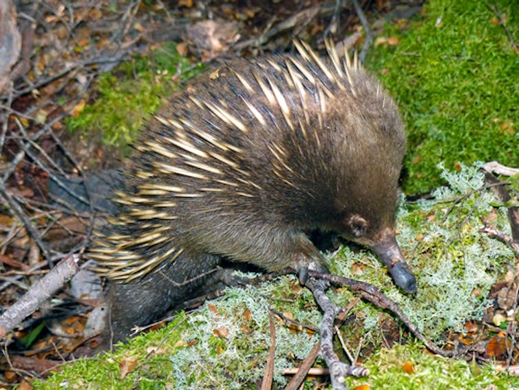 4 analisis soal ketimpangan riset lingkungan di Indonesia timur yang perlu segera diatasi 9 4 analisis soal ketimpangan riset lingkungan di Indonesia timur yang perlu segera diatasi