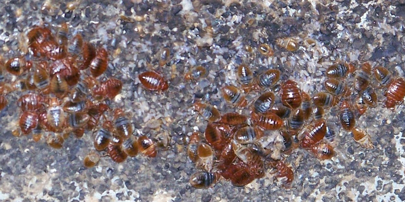 No bite for regulations on bedbug infestations