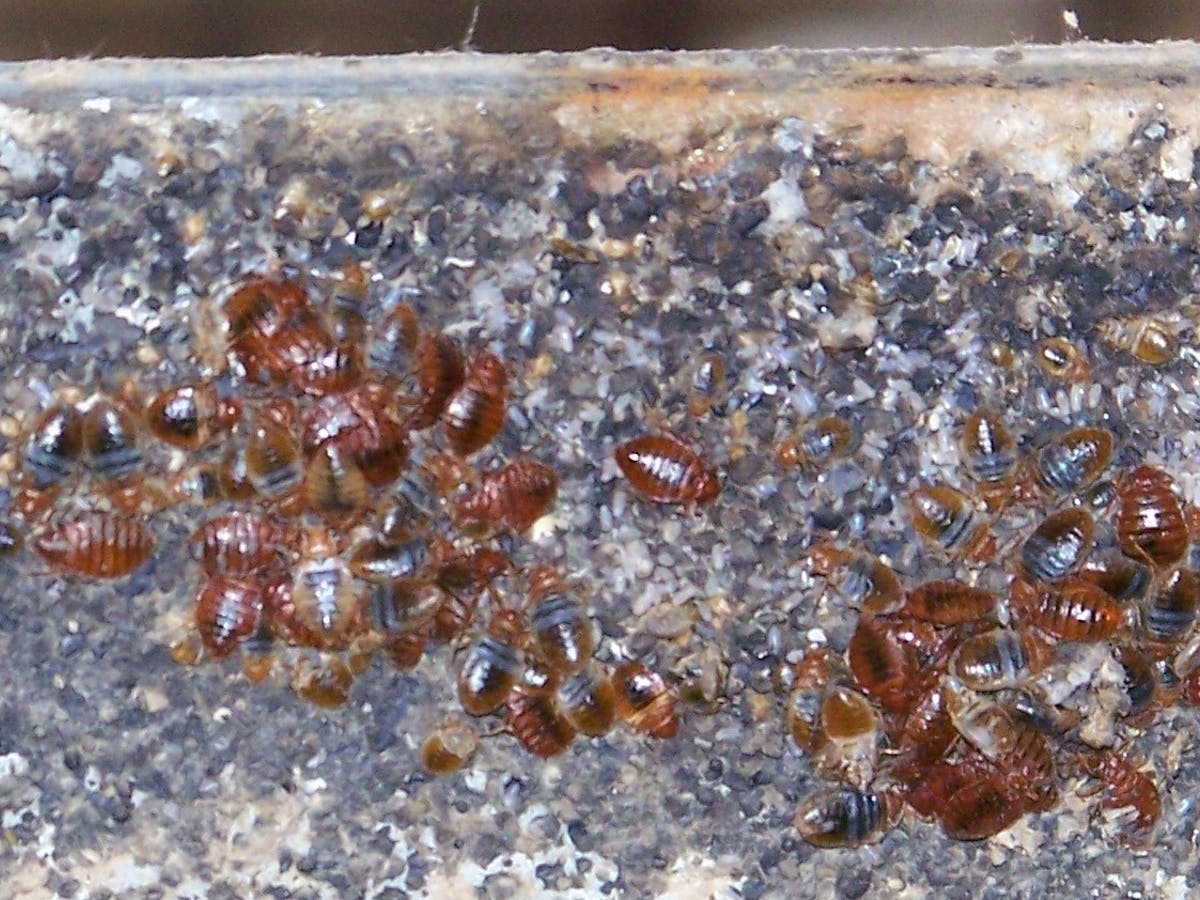 affordable pest control near me