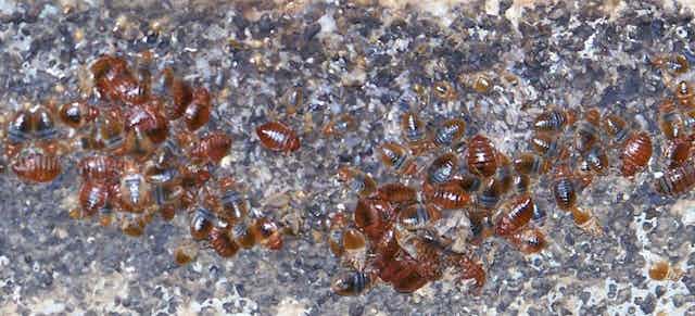 Bed Bugs Biggest Impact May Be On Mental Health After An Infestation Of These Bloodsucking Parasites Bed Bugs Biggest Impact May Be On Mental Health After An Infestation Of These Bloodsucking Parasites