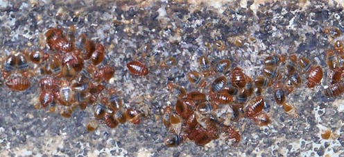 Bedbugs' biggest impact may be on mental health after an infestation of these bloodsucking parasites