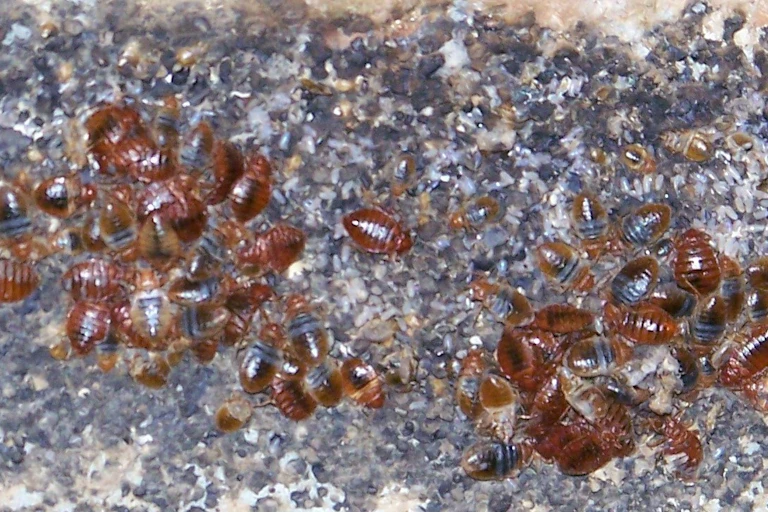clumps of brown insects