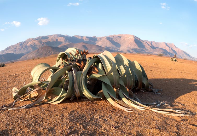 a large plant with tendrils in a desert landscape