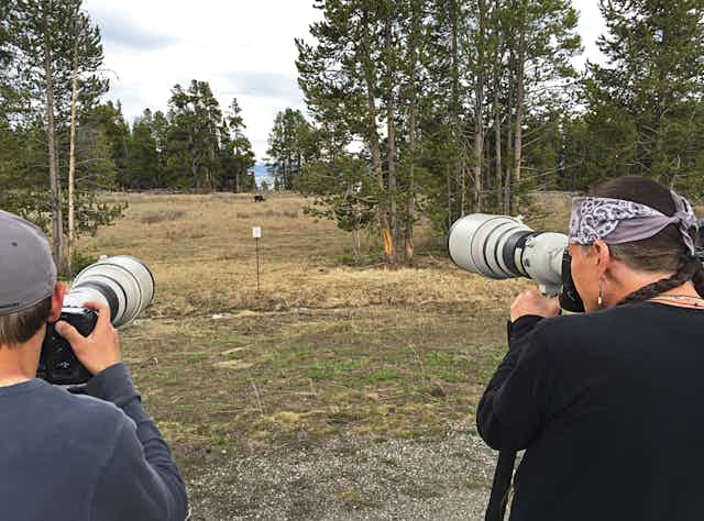 Two photographers with large zoom lenses take pictures of a bear hunderds of feet away.