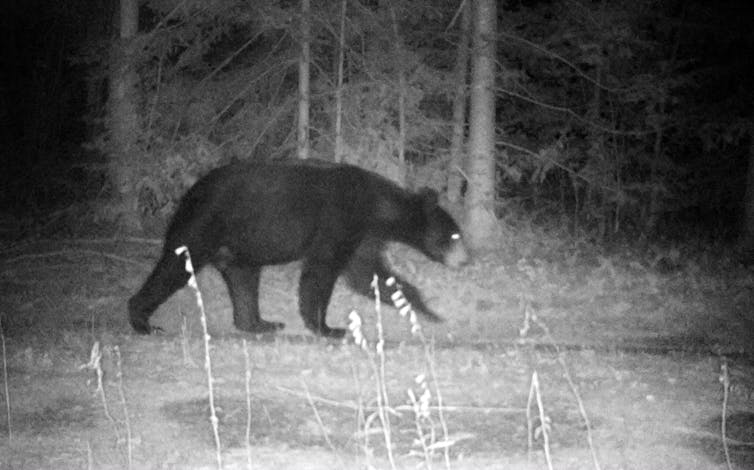 Fuzzy black and white image of a bear walking in a developed area.