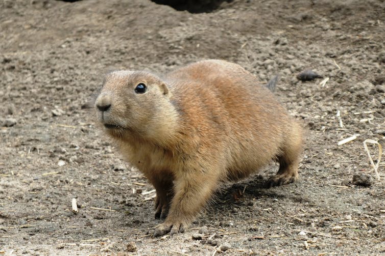 A prairie dog