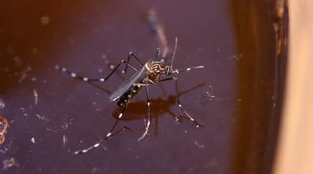 A close up of the Aedes notoscriptus mosquito, with a dark brown body speckled with white.