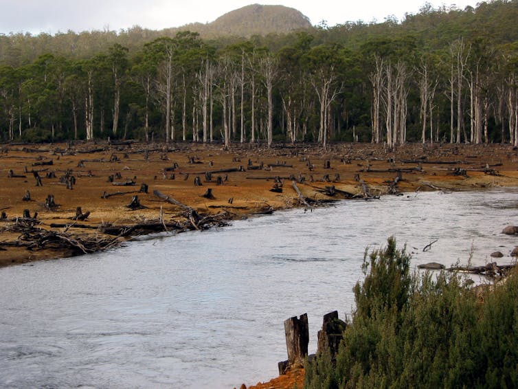 fallen trees in tasmania