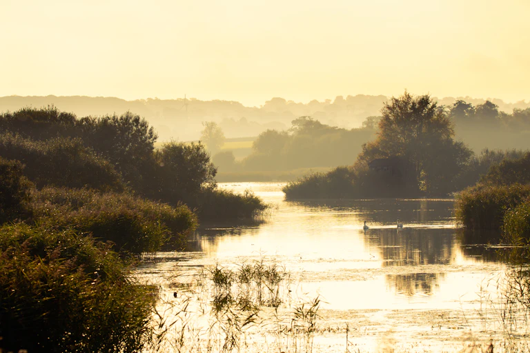 marshy landscape in twilight