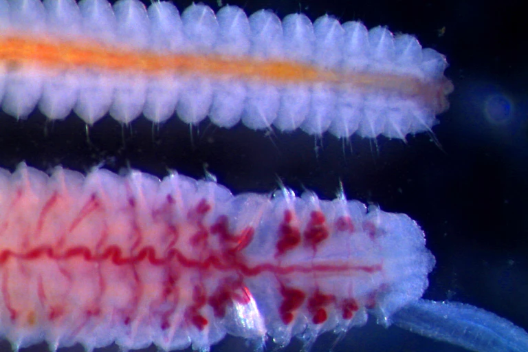 Colourful close-up of worms.