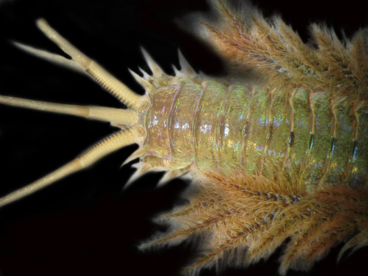 Close up of a worm with tentacles