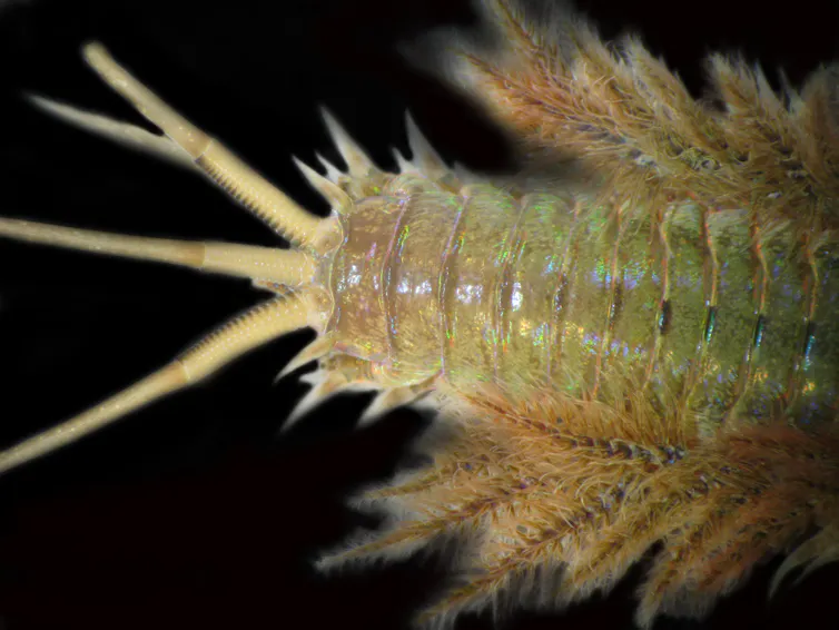 Close up of a worm with tentacles
