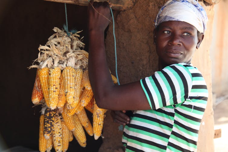 A woman in a striped shirt hoists a bundle of corn ears with a rope.