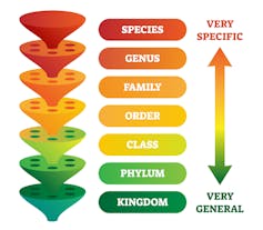 Diagram depicting taxonomic rankings from species to kingdom