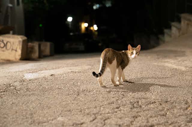 A cat walking on a city street at night looks back at the camera