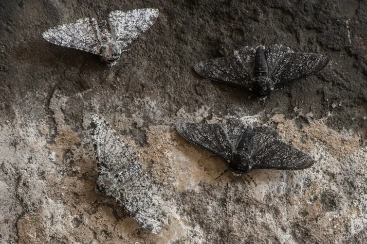 papillons de nuit blancs et noirs sur écorce d’arbre