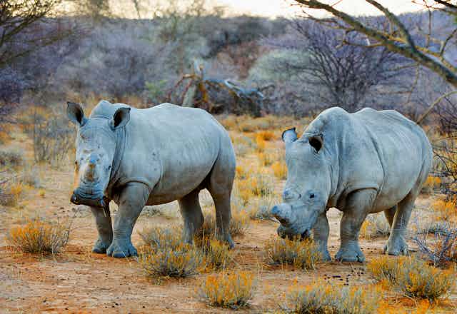2 rhinocéros dans la savane