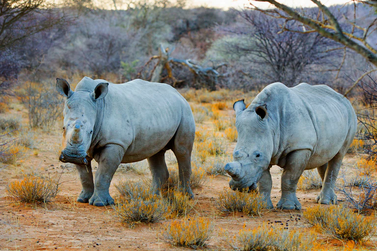 2 rhinocéros dans la savane