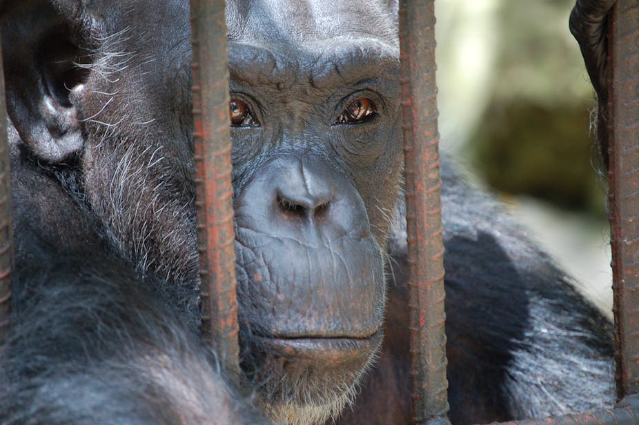 Almost Human Why A Laboratory Is No Place For Great Apes