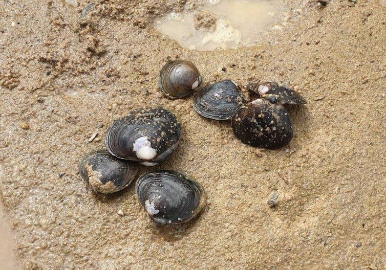 Annan River Freshwater Mussels