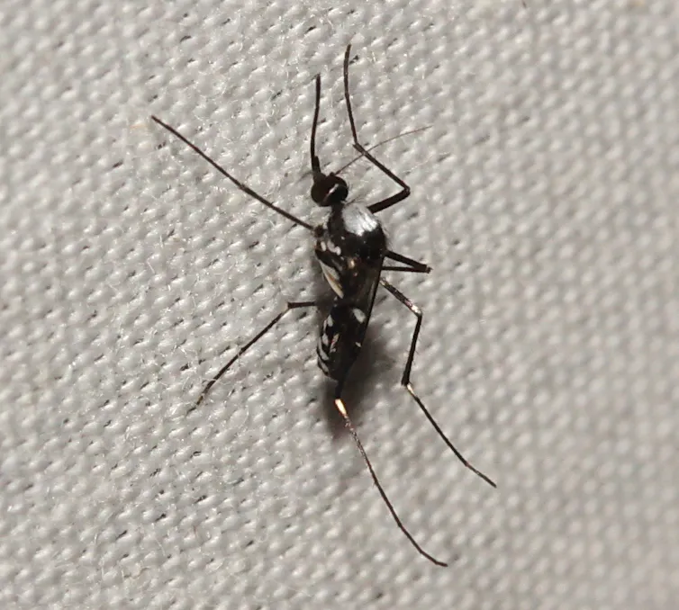Close-up shot of a mosquito.