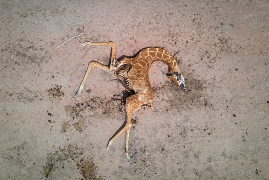 A giraffe lies dead in the road near Matanaha village on December 9, 2021 in Wajir County, Kenya. 