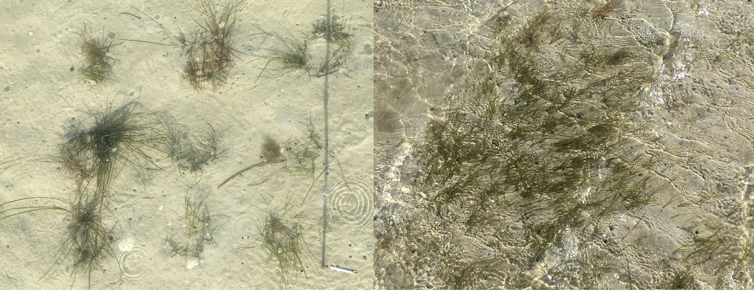 Seagrass comparison on the left and right
