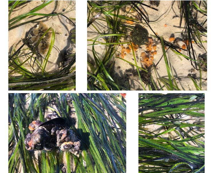 four photos with seagrass