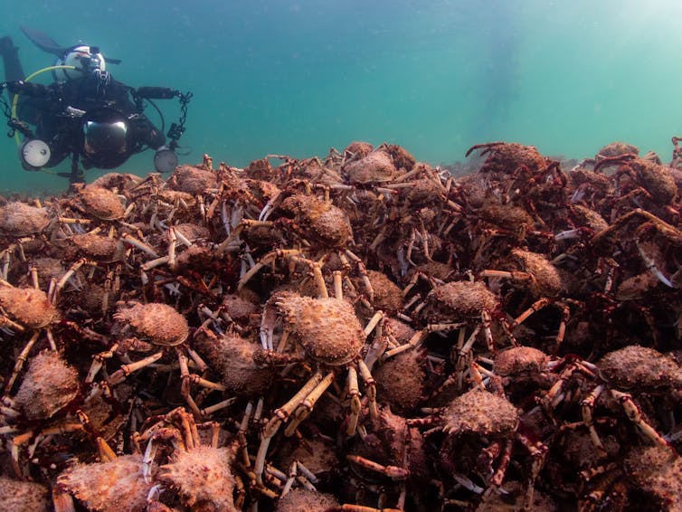 un groupe d'araignées de mer sous les plongeurs