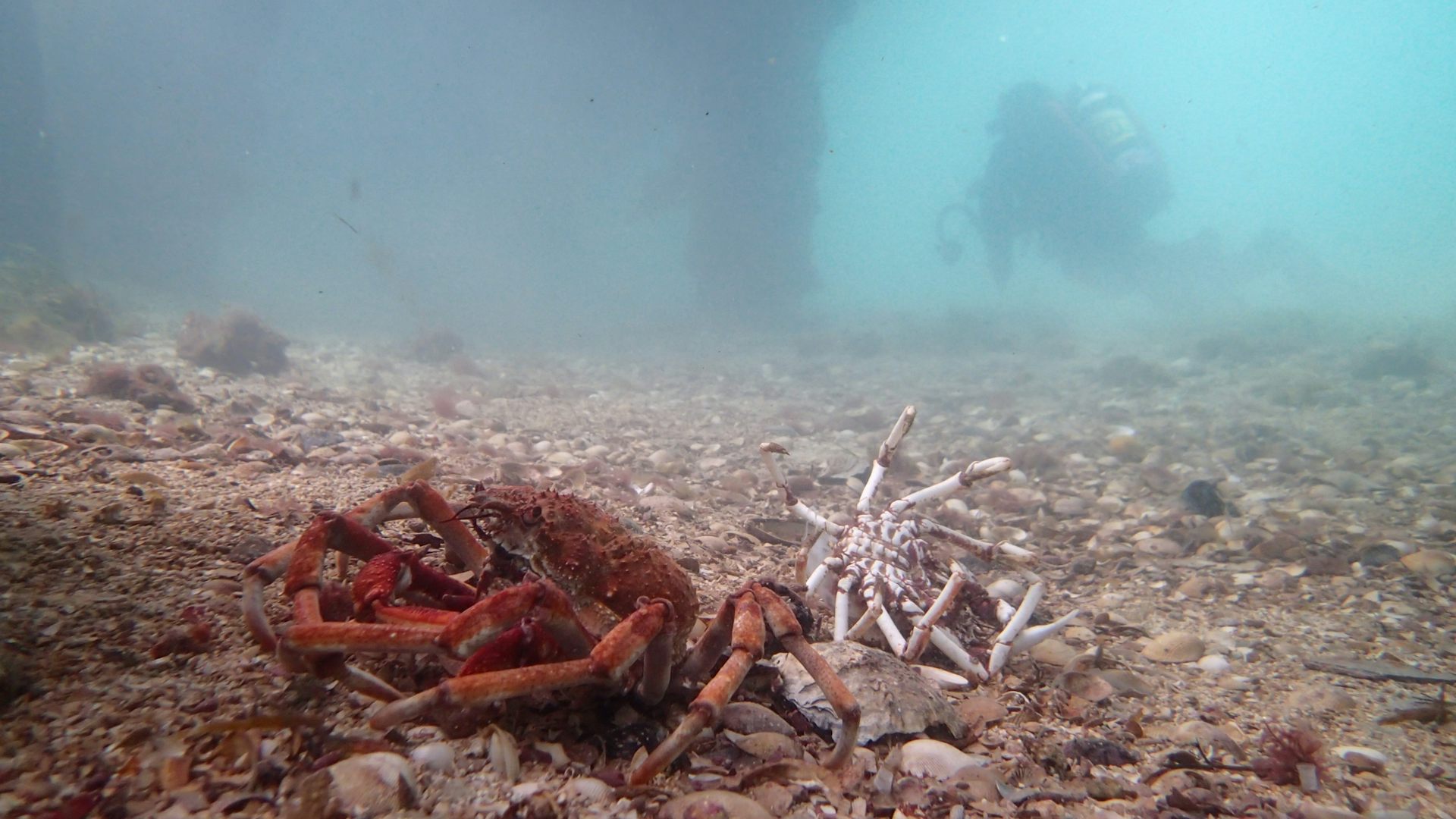 Freshly moulted spider crab next to its old shell
