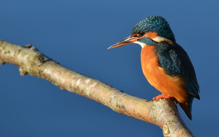 Orange and blue kingfisher bird sits on branch