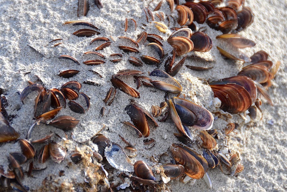 Mussels surrounded by sand. 