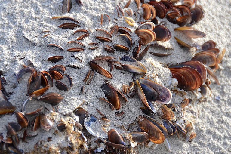 Mussels surrounded by sand.