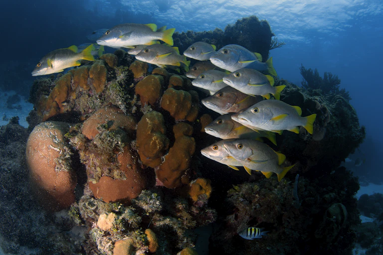 Fish swim over a coral head.