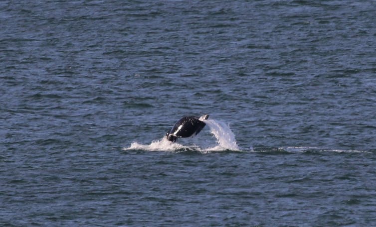Is Migaloo... dead? As climate change transforms the ocean, the iconic white humpback has been missing for two years