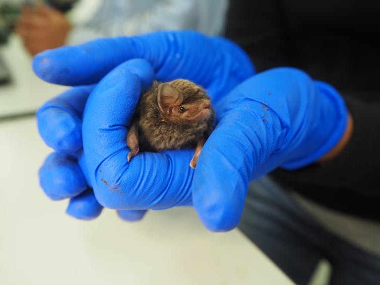 bent wing bat in hands