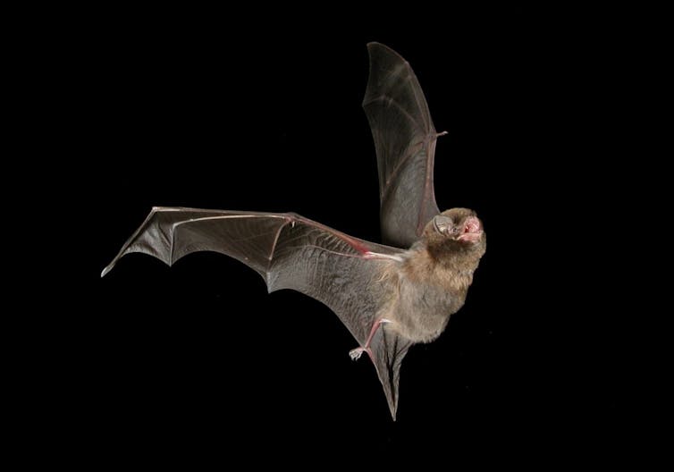 folded wing bat