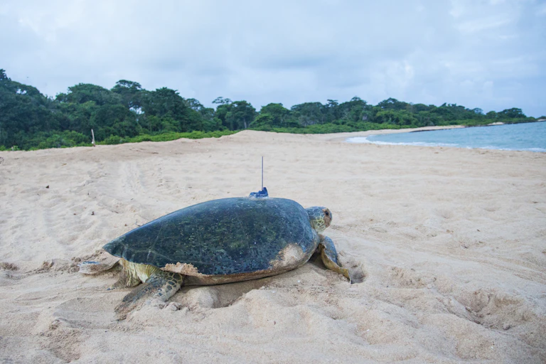 Turtle on the sand crawling to the sea.