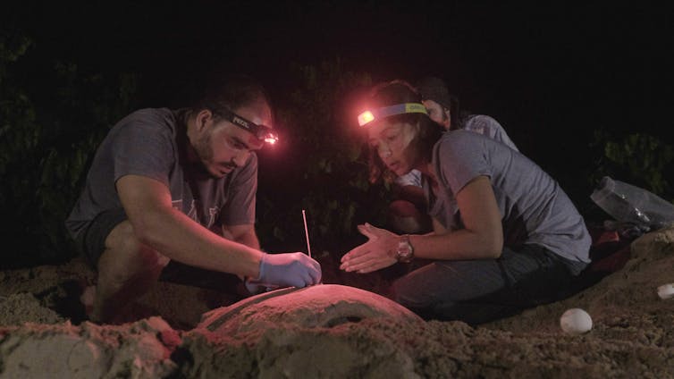 Man and woman wearing headlamps studying a sea turtle on the beach