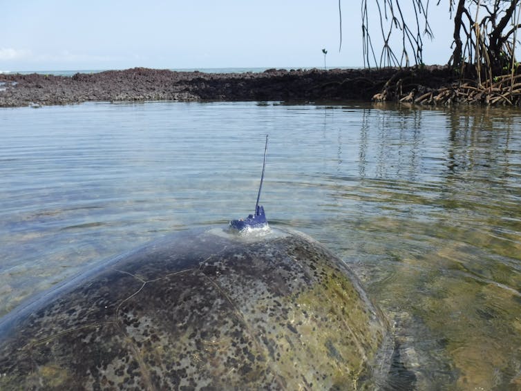 A turtle swimming in the water