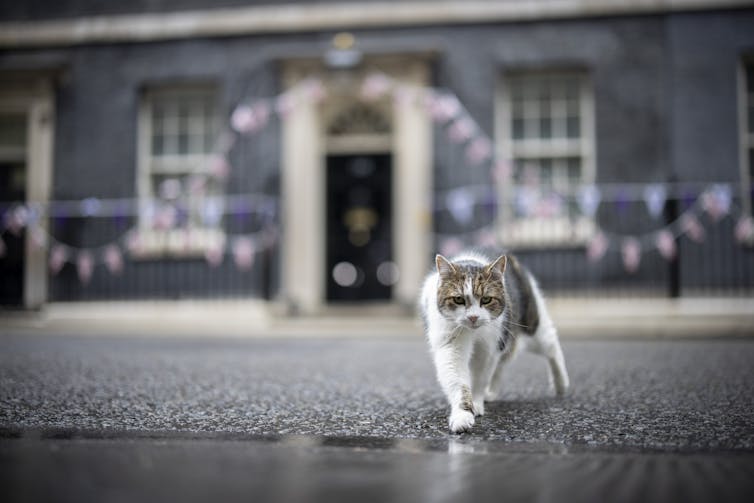 Larry the Downing Street cat walks in front of Number 10.
