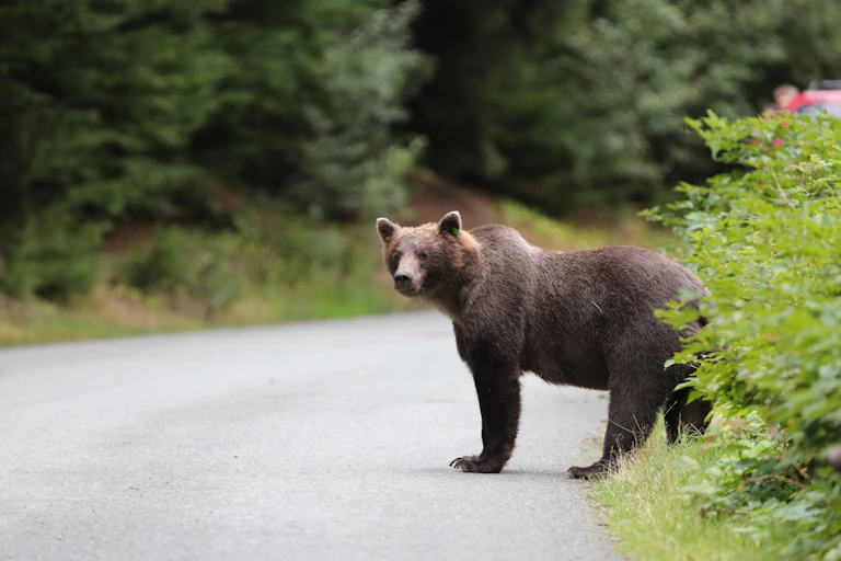 Bear crosses road