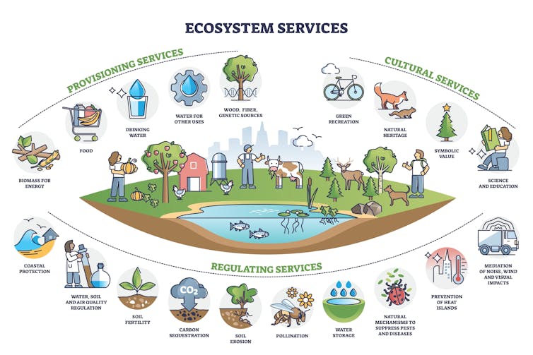 Illustration of ecosystem services