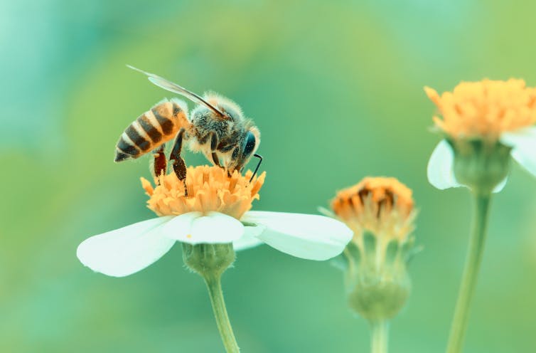 Bee pollinating flower