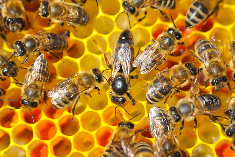 Bees on a comb