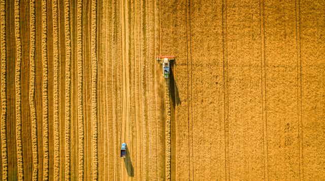 Overhead view of a grain harvester driving through a field of wheat
