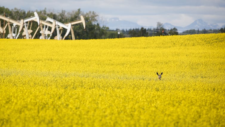 agricultural