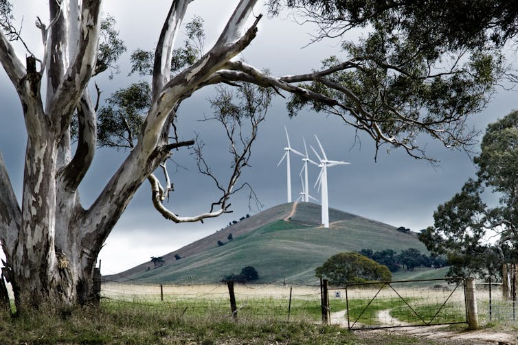 Wind turbines on a hill, behind a gum tree