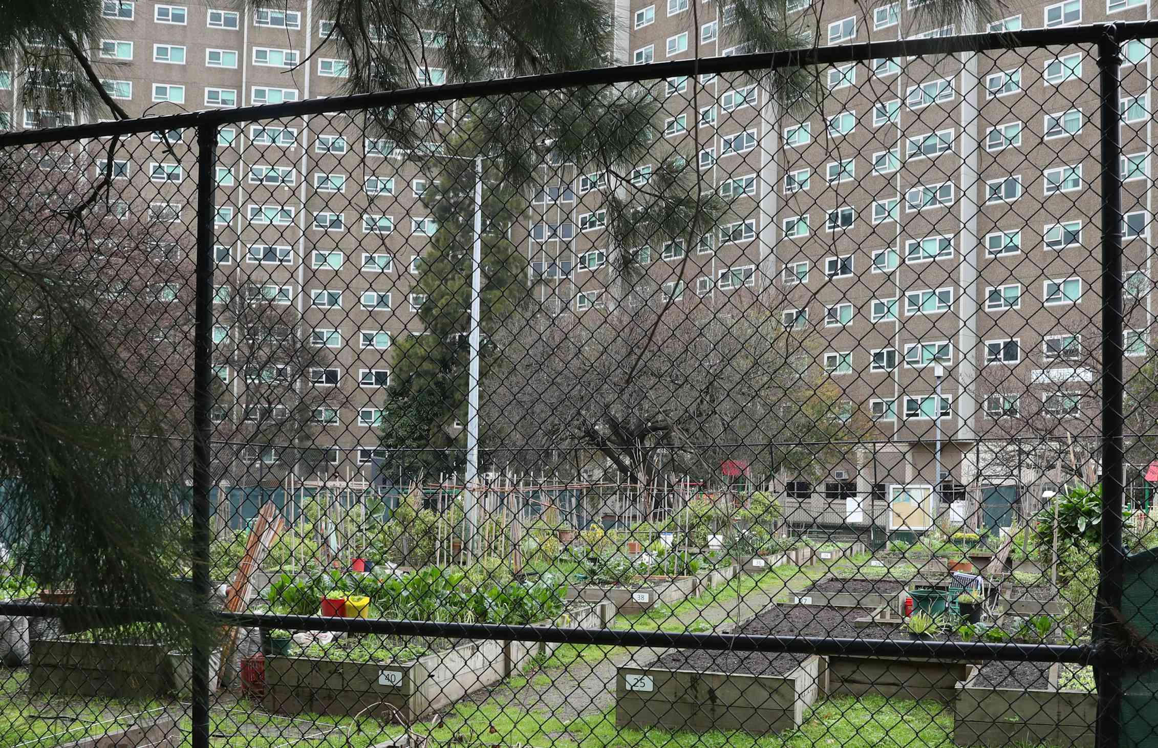public housing with vegetable gardens in foreground